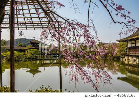 [春天]平安神宮的太平閣 49568165