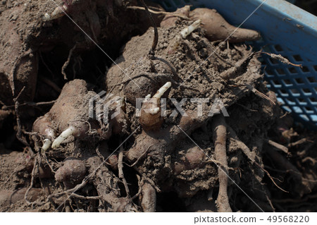 固定種植雪蓮果 49568220