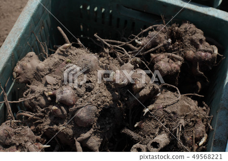 固定種植雪蓮果 49568221