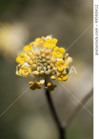 Mitumata花 Mitumata花 49568412