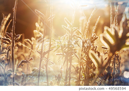 Sunny meadow Sunny meadow 49568594