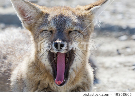 Fox in Patagonia 49568665