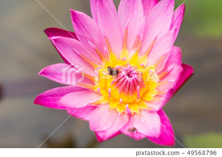 elegance pink lotus flower in water pond elegance pink lotus flower in water pond 49568796