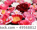 Camellia flower 49568812