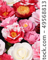 Camellia flower 49568813