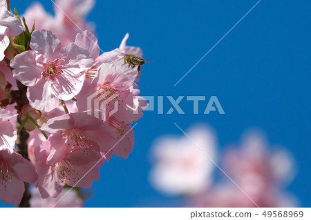 Kawazu cherry tree and bee Kawazu cherry tree and bee 49568969