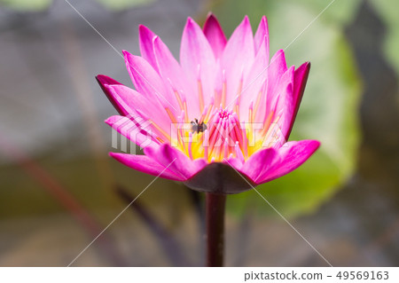 elegance pink lotus flower in water pond 49569163