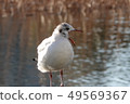 水禽 49569367