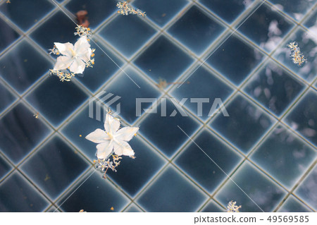 floating water in swimming pool with white flowers floating water in swimming pool with white flowers 49569585