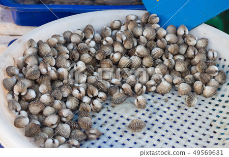 ice cockles fresh in market 49569681