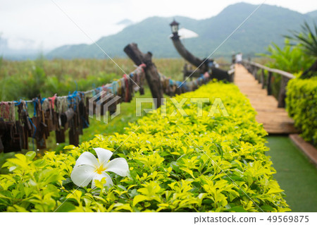 white frangipani flower on bush white frangipani flower on bush 49569875