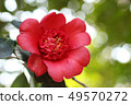 Nikko camellia 49570272