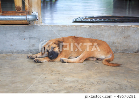 Young brown Dog sleep 49570281