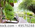 bunch of green raw bananas in the wooden bridge  49570288