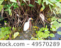 white goose find eating in pond 49570289