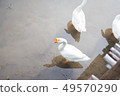 white goose find eating in pond 49570290