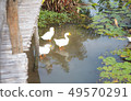 white goose find eating in pond 49570291