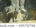 Spotted hyena 49570798