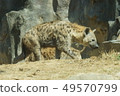 Spotted hyena 49570799