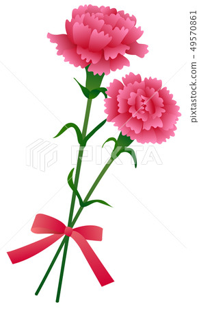 Two pink carnations - Stock Illustration [49570861] - PIXTA