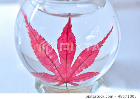 Autumn leaves Autumn leaves 49571003