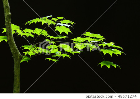 Maple young leaf Maple young leaf 49571274