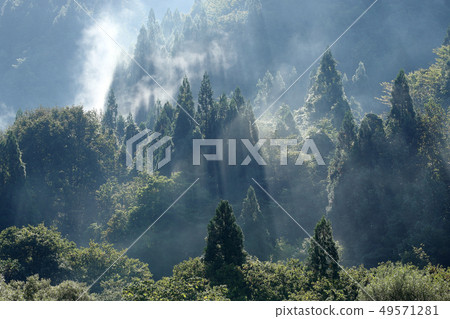 Morning misty forest morning misty forest morning 49571281