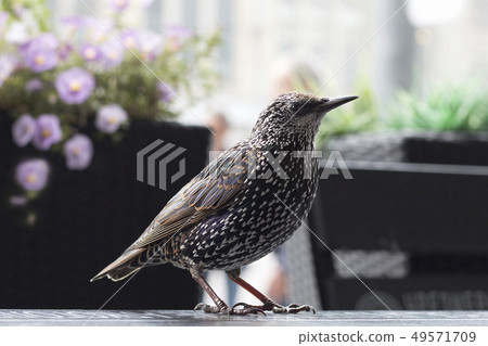 Common starling on the table in a cafe Common starling on the table in a cafe 49571709