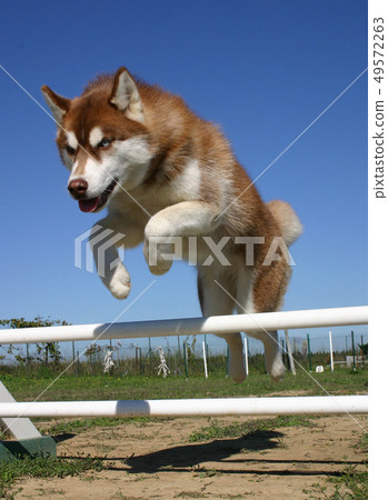 jumping husky jumping husky 49572263