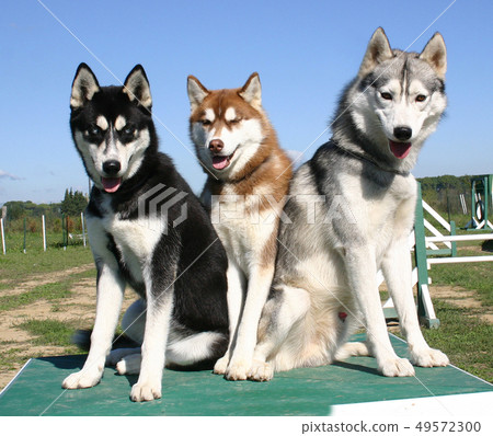 huskies huskies 49572300