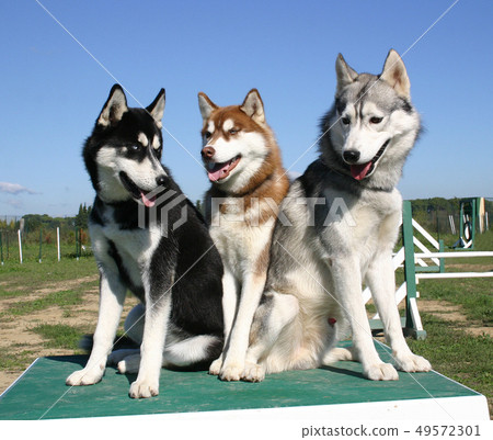 huskies huskies 49572301