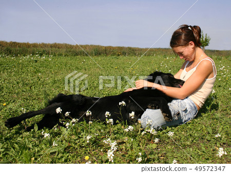 teen and belgian shepherd teen and belgian shepherd 49572347