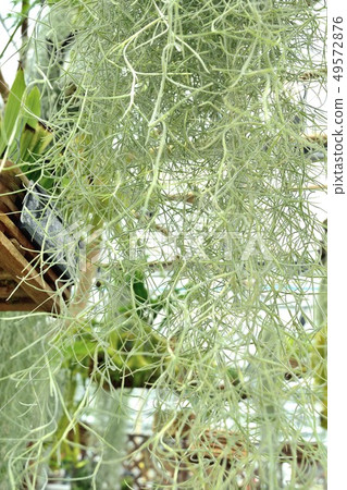 Tropical plant sarogasodoki Spanish moss Tropical plant sarogasodoki Spanish moss 49572876