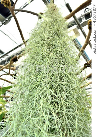 熱帶植物sarogasodoki西班牙青苔 熱帶植物sarogasodoki西班牙青苔 49572877