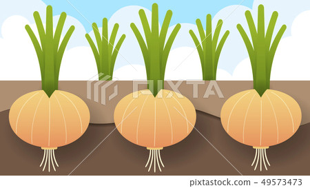 Onions in the garden organic food for you. Vector 49573473