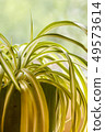 chlorophytum, indoor potted plant, close up  49573614