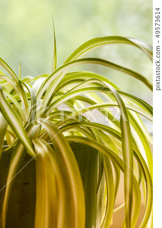 chlorophytum, indoor potted plant, close up chlorophytum, indoor potted plant, close up 49573614