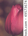 Red flower tulip close-up retro style  49573674