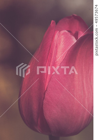 Red flower tulip close-up retro style  49573674