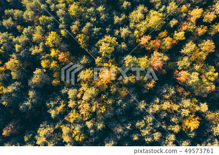 Top down view of a forest in autumn colors 49573761