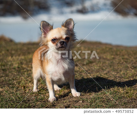 Chihuahua dog standing in a meadow during a walk. Chihuahua dog standing in a meadow during a walk. 49573852