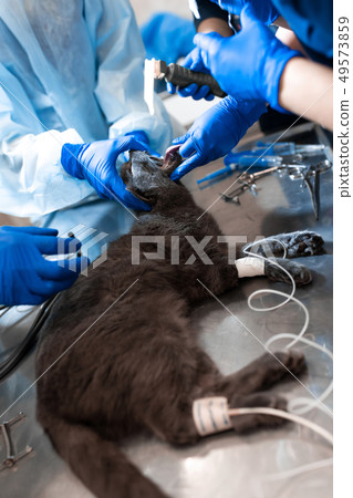 cat under general anesthesia on the operating 49573859