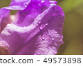 Abstraction purple iris flower after rain pastel  49573898