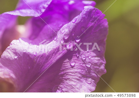 Abstraction purple iris flower after rain pastel Abstraction purple iris flower after rain pastel 49573898