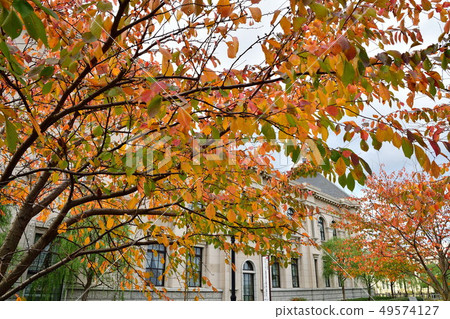 Autumn leaves Minatopia (Niigata Prefecture) 49574127