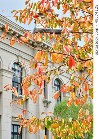 Autumn leaves Minatopia (Niigata Prefecture) 49574128