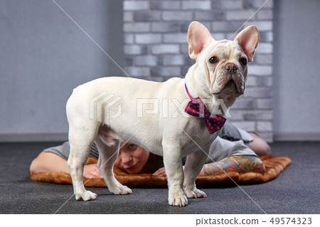 A cute fawn colored French Bulldog Studio shot 49574323
