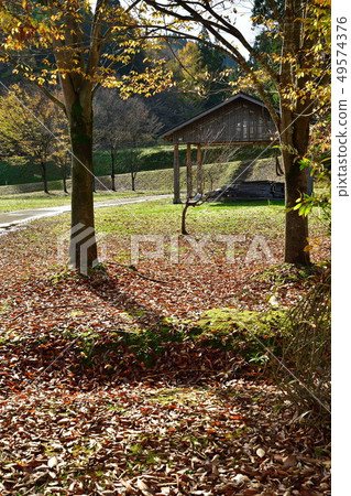 Autumn leaves image Autumn leaves image 49574376