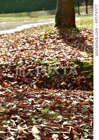 Autumn leaves image Autumn leaves image 49574377