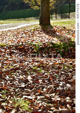 Autumn leaves image Autumn leaves image 49574378